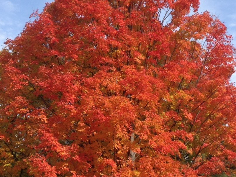 Foliage Maple Red Orange